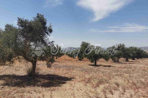 Helårsgrund i Biar, Alicante, Biar - € 27.500 | Ref: SF0511 - foto 7